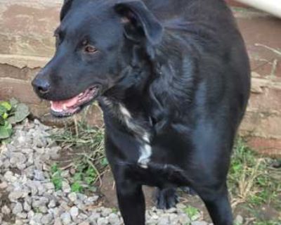 Toby - Mixed Breed (Medium) Male Dog for Adoption