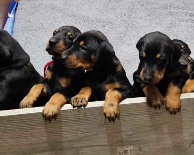 Doberman Pinscher Puppies