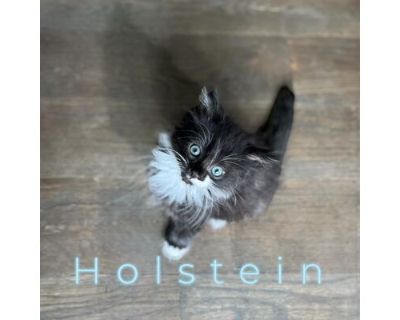 Holstein - Domestic Mediumhair Male Cat for Adoption