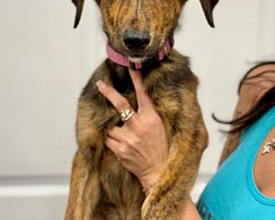 Jackie - Shepherd (Unknown Type)/Labrador Retriever Mix Female Puppy for Adoption