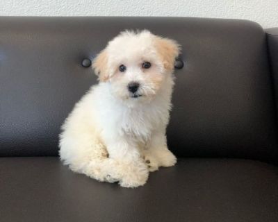 Bichon Frise Puppy For Sale