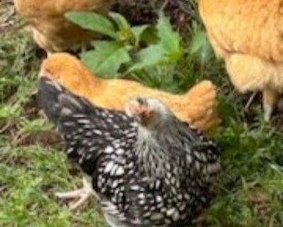 Chickens for sale Buff orpingtons & wyandottes