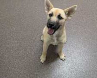 Aspen - German Shepherd Dog Female Puppy for Adoption