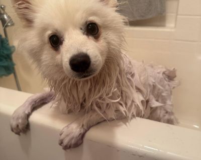 Peach Labubu - American Eskimo Dog Female Dog for Adoption