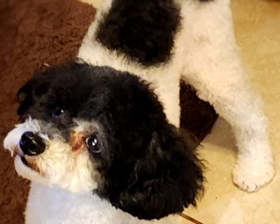 Sweet Maisy!!! - Poodle Female Dog for Adoption