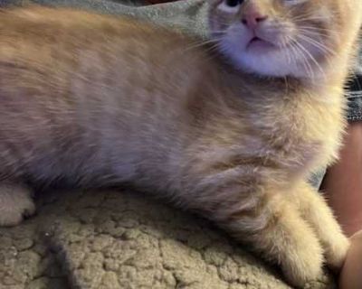 Billy - American Shorthair Male Cat for Adoption