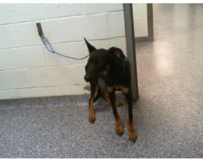 A1232084 - Doberman Pinscher Male Dog for Adoption