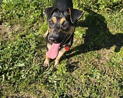 Rhonda - Miniature Pinscher Female Puppy for Adoption