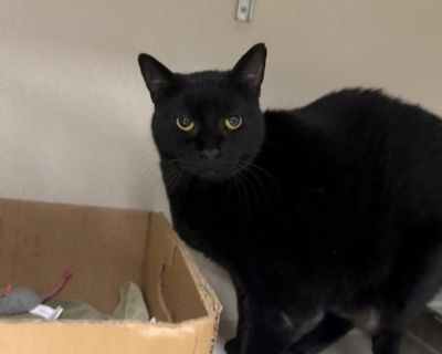 Health Spayed / neutered.. Senior Female Large