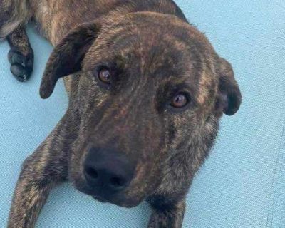 Luke - Plott Hound & Labrador Retriever Mix Male Puppy for Adoption