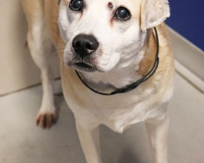 Joy s owner passed away and she was surrendered to a city shelter in Chicago She is sweet and healthy and a senior about 7 8 years old however we do not know exactly She is well mannered and potty trained. She is in a foster home with other dogs.. Adult Female Medium