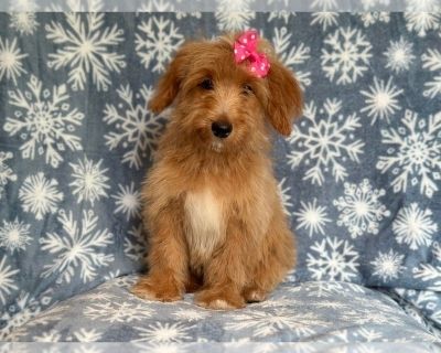 Abigail - Goldendoodle (Miniature) Female Puppy for Sale