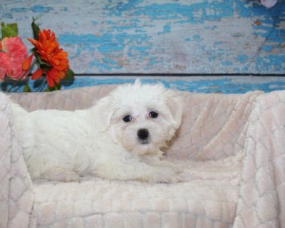 I have some Male and Female Maltese puppies ready to go home today! They have there bags packed  and ready to be spoiled by you today! All my babies will come home current with there shots  worming  health guarantee and vet checked. Please call me at 281-587-2336 to come by and see them today! Or you can call or text me at 281-726-3078