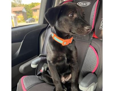 Helix - Mixed Breed (Medium)/Labrador Retriever Mix Male Puppy for Adoption