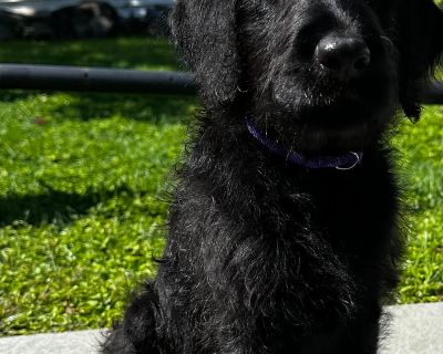 Debbie Doodle - Standard Poodle & Labrador Retriever Mix Female Puppy for Adoption