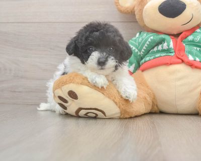 Meet Orla, our 5-week old Doodle Female Havapoo Puppy. She is 1lb 8oz @ 5.3 weeks and estimated to grow to 9-14 lbs. Havapoos are Intelligent, Cuddly, Affectionate. Age 5 weeks Birth Date 10/12/2025 Gender Female Current Weight 1lb 8oz @ 5.3 weeks Est Adult Weight 9-14 lbs Registry n/a Vaccinations Up-To-Date On All Shots Vet Inspection (inspected at 8 wks). Havapoo Breed Info The Havapoo , als...