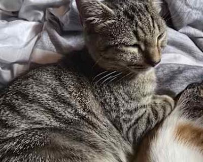 He was an abandoned kitten barely had eyes open. He was bottle fed and given baths. He loves affection and doesn't seem to have a problem with water/baths. However since we have multiple cats, he gets jealous of the other animals and constantly does his bussiness elsewhere. He needs to be an only cat to avoid this problem. He also doesn't do well with babies/toddlers. He loves affection and sle...