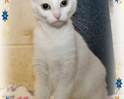 Duchess - American Shorthair Female Cat for Adoption