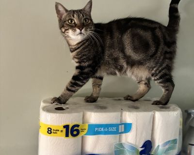 Meet Starbucks, a stunning 1 year and 8 month old tabby with beautiful swirl markings who's ready to find his forever home. This handsome boy came to us from Saving Sage in Miami, FL, and has quickly charmed everyone he meets. Starbucks is a total sweetheart who loves attention and affection. He'll come running the moment he hears the treat bag crinkle or senses there's love to be given. With h...