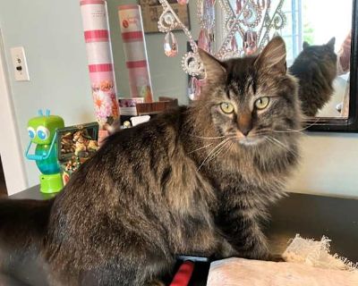 Laaya (Maine Coon) - Maine Coon Female Cat for Adoption