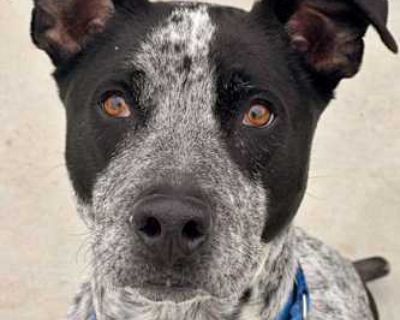 Dooley - Australian Cattle Dog/Mixed Breed (Medium) Mix Male Dog for Adoption