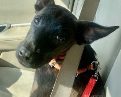 Olive - Shepherd (Unknown Type) Female Puppy for Adoption