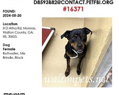 #16371 - Rottweiler/Mixed Breed (Large) Mix Female Dog for Adoption