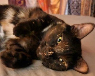 Adult. Hair: short. Microchipped. Two cats, Mila and Pongo were abandoned in a small RV when the owner moved. A kind soul would go in and feed them daily but they needed help, love and interaction. We were able to take them in and they are now in a loving foster home. Mila is a lap cat and LOVES water. She'll get in the shower with you and loves to drink running water. Pongo is a young, sweet, ...