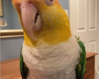 caique - Male Young Pet Bird for Adoption