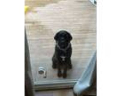 Adopt Lucky a Labradoodle, Black Labrador Retriever