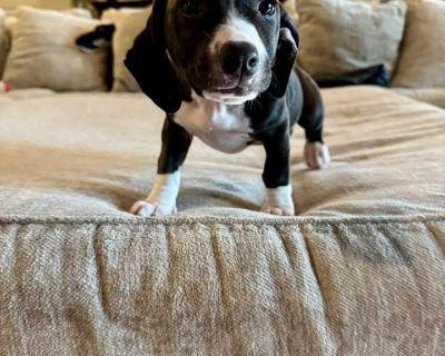 Hazel is around 11 weeks old. She is a beagle dachsund boxer mix. Petfinder Apply at rescuerehomerepeat.com Adoption application https://form.jotform.com/200845614015144 *** no out of state adoptions(Louisiana)**** THIS IS A LIFE TIME OF THE PET COMMITMENT WE DON'T TAKE ADOPTIONS LIGHTLY, NOR SHOULD YOU Adoption fee includes spay/neuter, age appropriate vaccinations, comprehensive exam, treatme...