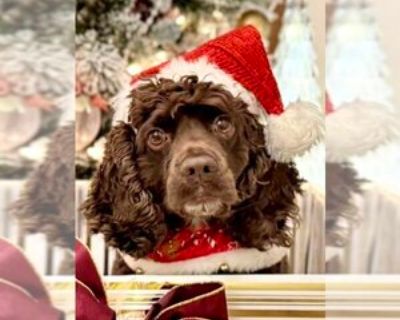 Hershey - Male Cocker Spaniel Adult Dog for Adoption