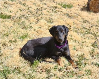 Daffodil - Australian Shepherd / Australian Cattle Dog Female Puppy