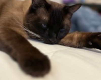 Tina C is looking for a New Roommate in Washington Dc with a budget of $1000.00