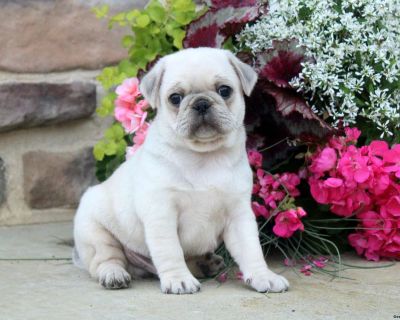 Devan - 6 Weeks Male Pug Puppy for Sale