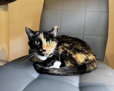 Treasure - Calico Female Cat for Adoption