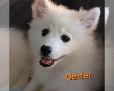 Dexter - American Eskimo Dog Male Adult Dog for Adoption