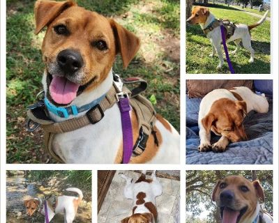 **Courtesy Post**Flynn is not a Russell Rescue dog. Russell Rescue is only assisting with placement/networking. All inquiries should be directed to Flynn's owner at [email protected] ** Flynn in Hallettsville (San Antonio/Austin area), Texas: Flynn is a one and a half year old Jack Russel-mix who weighs 28 lbs. He is playful, silly, full of energy and loves walking-hiking-and being outdoors. He...