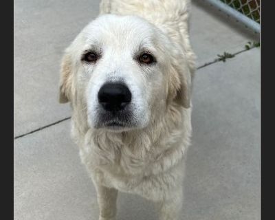 Sophie - Female Puppy Great Pyrenees for Adoption