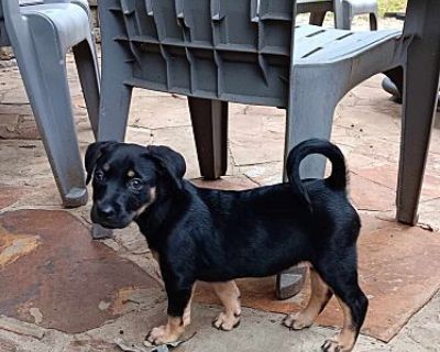 Raven - Shepherd (Unknown Type)/Miniature Pinscher Mix Female Puppy for Adoption