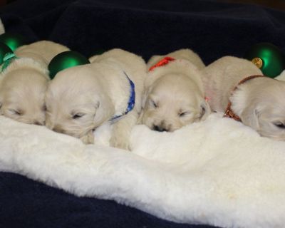 AKC English Cream Golden Retriever Male Pups