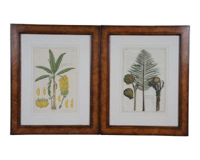2 French Pierre Buchoz Nipa Palm Banana Tree Exotic Botanical Engravings 22"