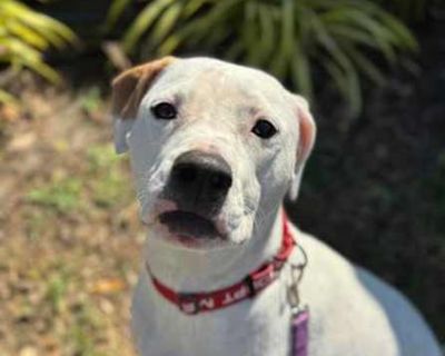 Abby - Terrier (Unknown Type, Medium) Female Dog for Adoption