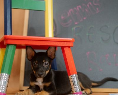 Cowboy - Cattle Dog Male Puppy for Adoption