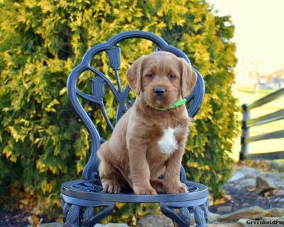 Meet your new BFF, Moose! This delightful Labradoodle puppy is vet checked & up to date on shots & wormer, plus comes with a health guarantee provided by the breeder! Moose is well socialized & currently being family raised with children!. Gender: Male Sire: Prince (Moyen Poodle-25LBS) Dam: Mia (Fox Red Labrador Retriever) Dam License# 10481 DOB: September 27th, 2025 Age: 7 Weeks Available: Nov...