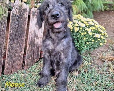 Moose - Golden Retriever/Poodle (Standard) Mix Male Puppy for Adoption