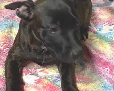 Ruby - Female Puppy American Bulldog mix for Adoption