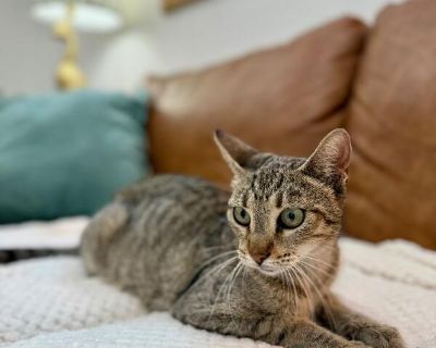 Buttercup Alvin - Domestic Short Hair & Tabby Mix Female Cat for Adoption