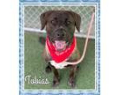 Adopt TOBIAS-see video a Labrador Retriever