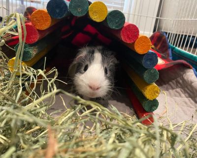 Stewart - Guinea Pig Male for Adoption